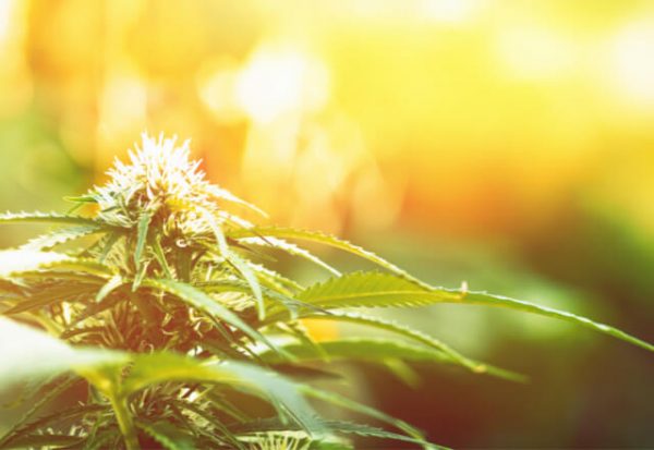 Mitos comunes y conceptos erróneos sobre el cannabis 