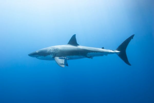 ¿Está justificada la mala fama del gran tiburón blanco?