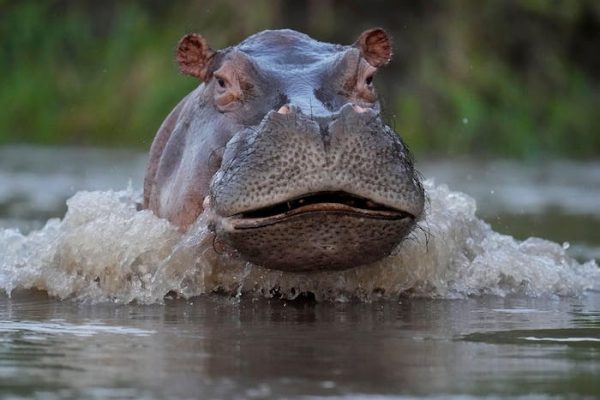 Los “hipopótamos de la coca” de Pablo Escobar son un problema para Colombia