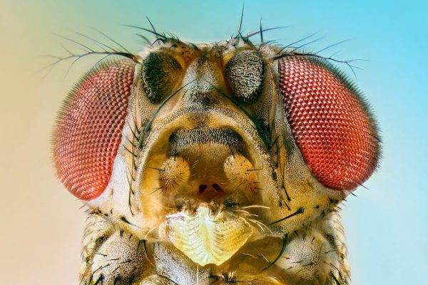 Cerebro de mosquito, ¿de verdad es un insulto?