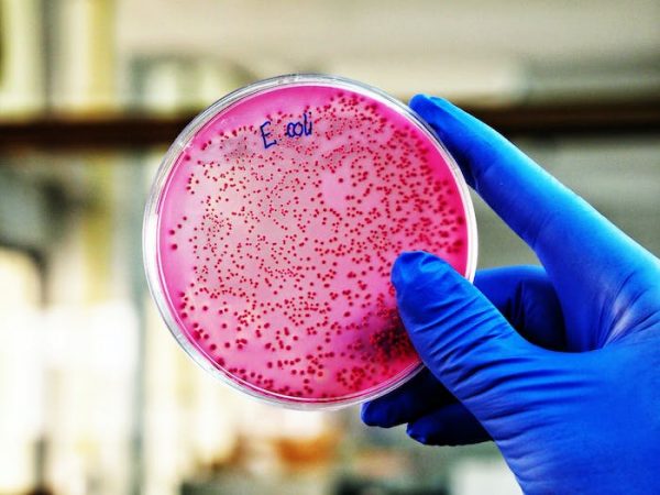 El perfil bueno de ‘E. coli’, la bacteria que ha ayudado a ganar (al menos) doce premios Nobel