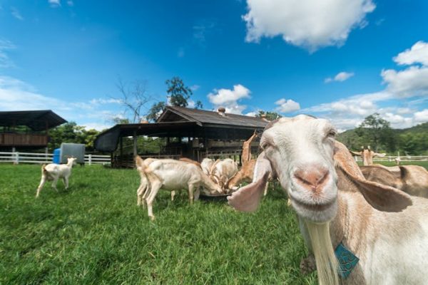 Caso resuelto: así destapamos tuberculosis en humanos causadas por animales