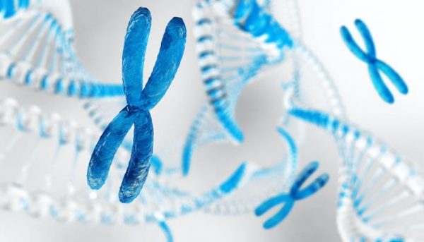 ¿Importa la longitud de los telómeros para vivir más años con salud? Esto dice un nuevo estudio