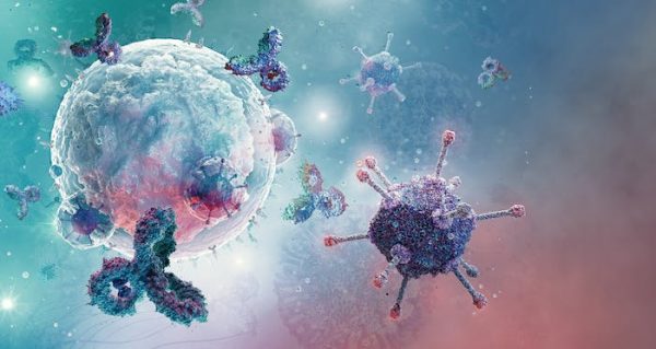 Los linfocitos B y su séquito: ¿una posible kriptonita del cáncer?