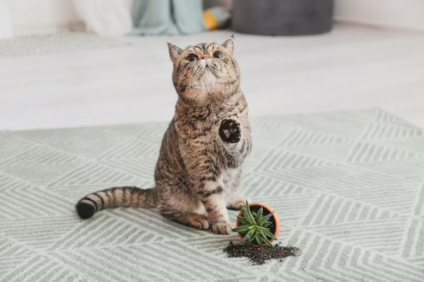 ¿Por qué el olor del pis de gato dura tanto y el wasabi pica?