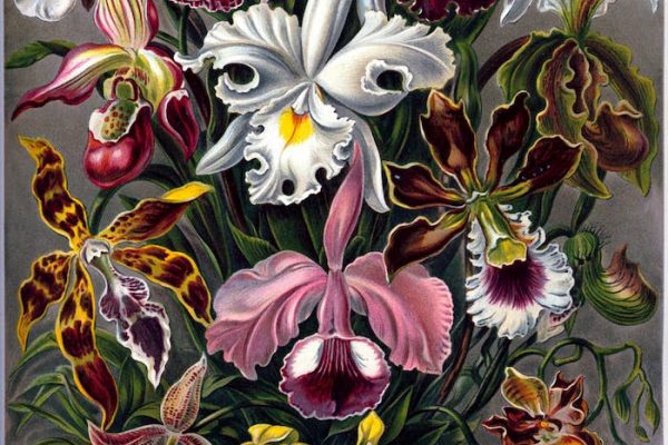 Horror a las plantas: entre la ciencia vegetal y los terrores victorianos