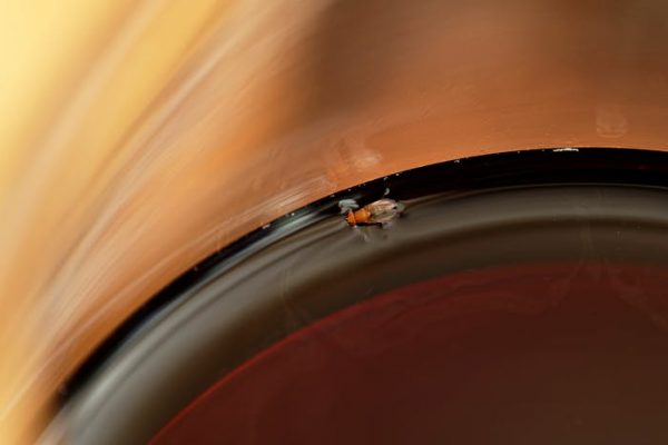 Una mosca de la fruta se ha posado en el vino, ¿se puede beber?