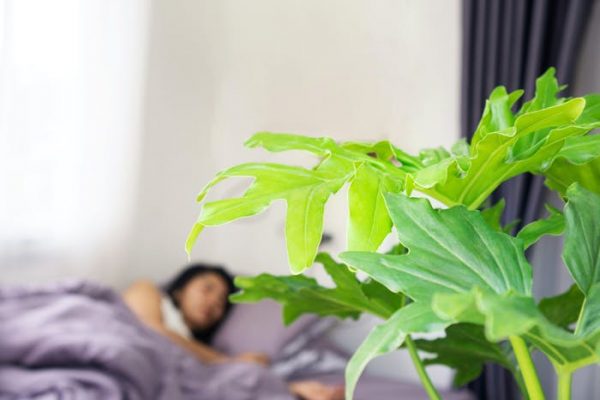¿Es peligroso dormir con plantas? Esto es lo que dice la ciencia