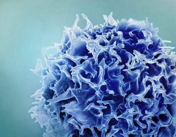 Ya sabemos cuántas células inmunitarias tenemos