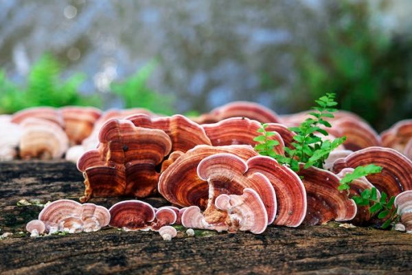 Diez curiosidades que quizá no conocía sobre los hongos
