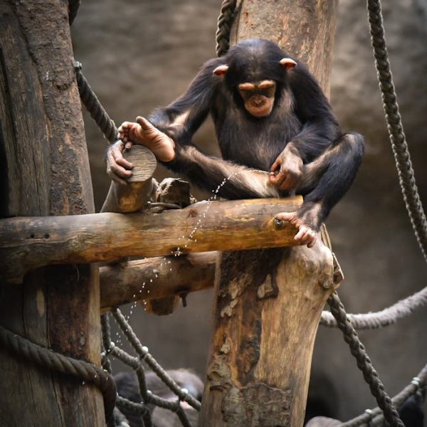 Los chimpancés (también) orinan juntos para hacer amigos