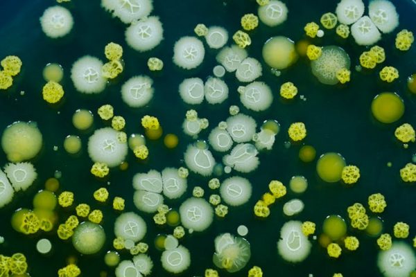 Los microbios no descansan: entender cómo interactúan puede mejorar nuestra salud