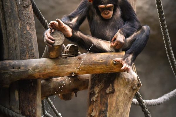 Los chimpancés (también) orinan juntos para hacer amigos