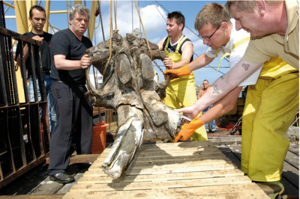 Restos de mamuts y leones en las redes de pesca: ¡bienvenidos a Doggerland!