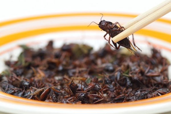 Comer insectos: una innovación alimentaria que exige los máximos controles de calidad