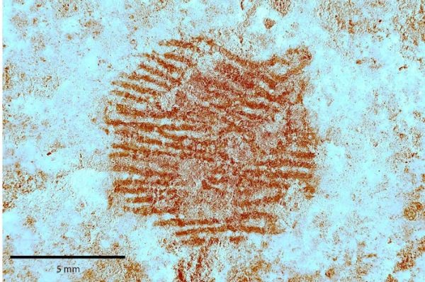La policía científica, clave para desvelar la huella dactilar de un neandertal en la representación de un rostro humano