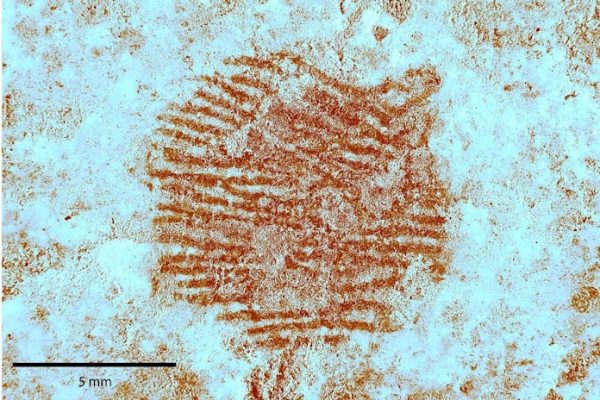 La policía científica, clave para desvelar la huella dactilar de un neandertal en la representación de un rostro humano