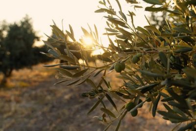 Así podemos aprovechar los huesos de aceituna para producir biocombustibles