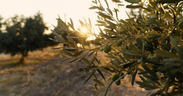 Así podemos aprovechar los huesos de aceituna para producir biocombustibles