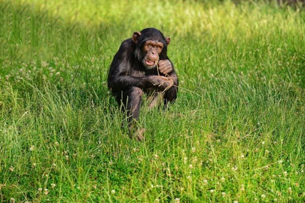 Los animales que usan plantas para curarse nos inspiran para descubrir nuevos fármacos