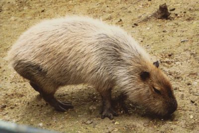 ¿Quiénes son los capibaras, esos curiosos roedores que se han ganado el corazón de los internautas?