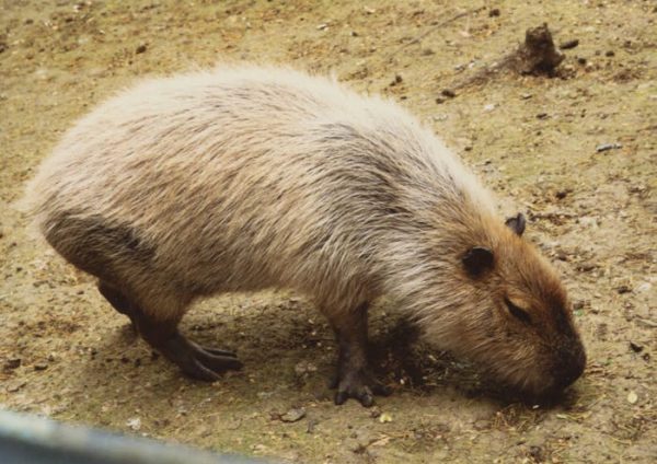 ¿Quiénes son los capibaras, esos curiosos roedores que se han ganado el corazón de los internautas?