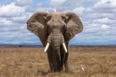 El cerebro del elefante: mucho más que memoria