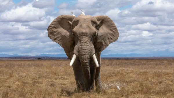 El cerebro del elefante: mucho más que memoria