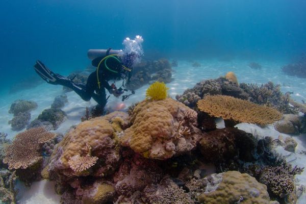 ¿Queda mucho por saber sobre la vida en los océanos?