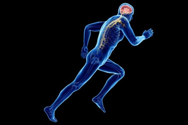 Cuando hacemos ejercicio, nuestros músculos ‘hablan’ con el cerebro y lo fortalecen