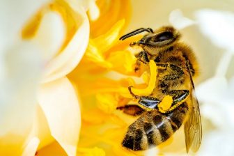 Una universidad colombiana construye “hoteles” para abejas y otros polinizadores