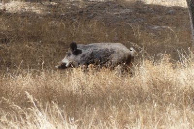 Ocho cuestiones clave sobre la peste porcina africana
