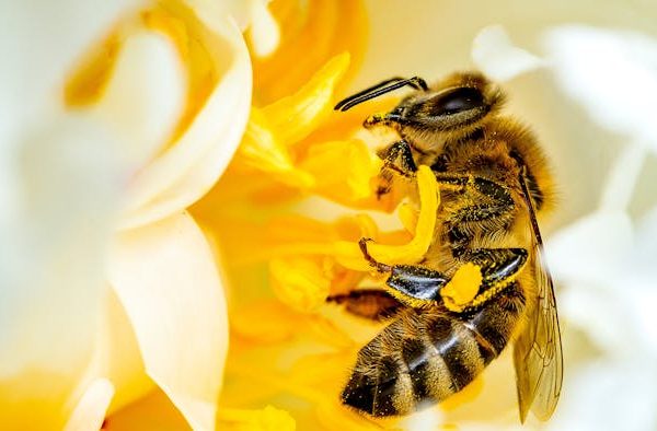 Una universidad colombiana construye “hoteles” para abejas y otros polinizadores