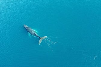 ¿Quién manda en alta mar? El tratado que cambia las reglas del juego en el océano