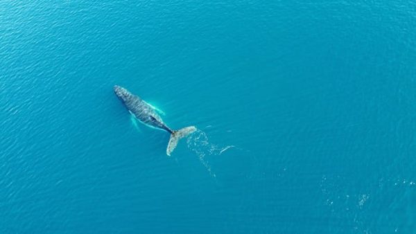 ¿Quién manda en alta mar? El tratado que cambia las reglas del juego en el océano