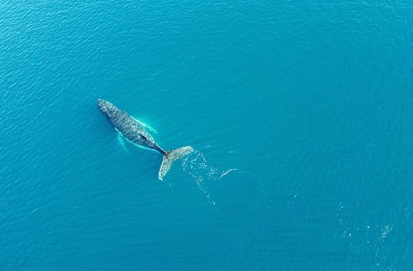 ¿Quién manda en alta mar? El tratado que cambia las reglas del juego en el océano